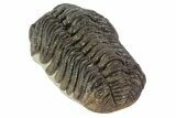 Morocops Trilobite Fossil - Rock Removed #67002-2